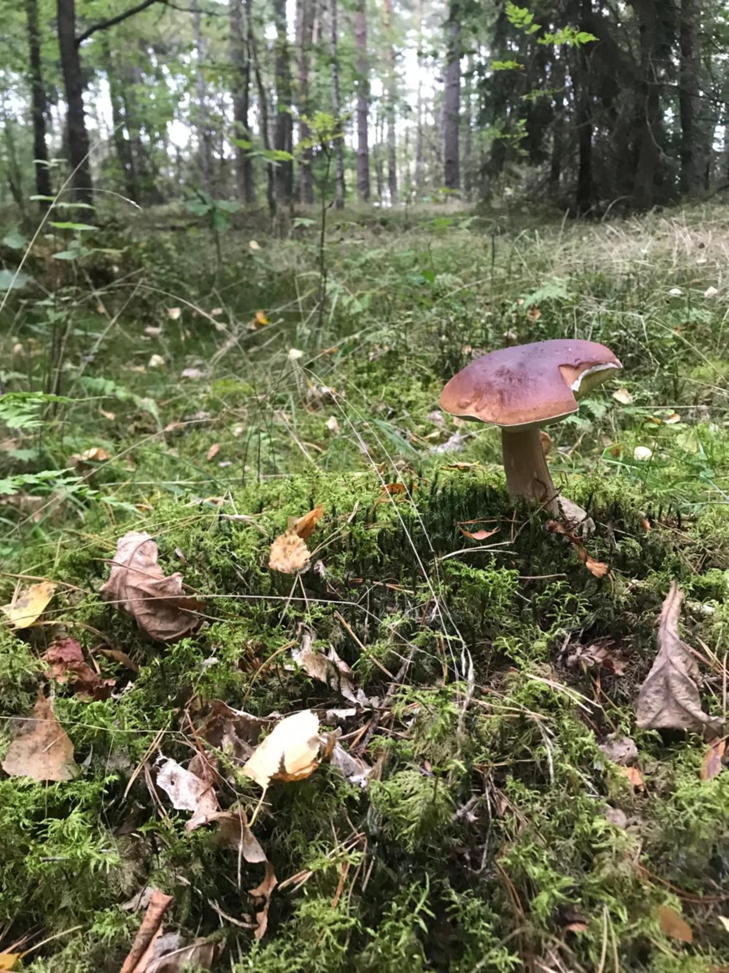 Gapkowo * Stare Kiejkuty